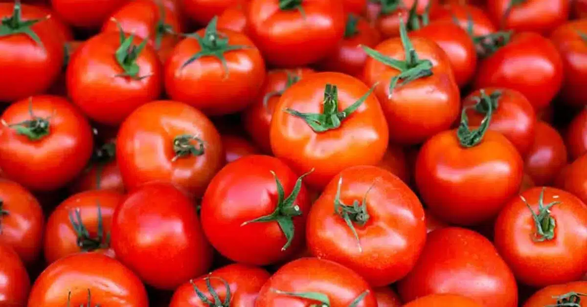 Tomato Prices Expected to Fall After Higher Supplies from Maharashtra